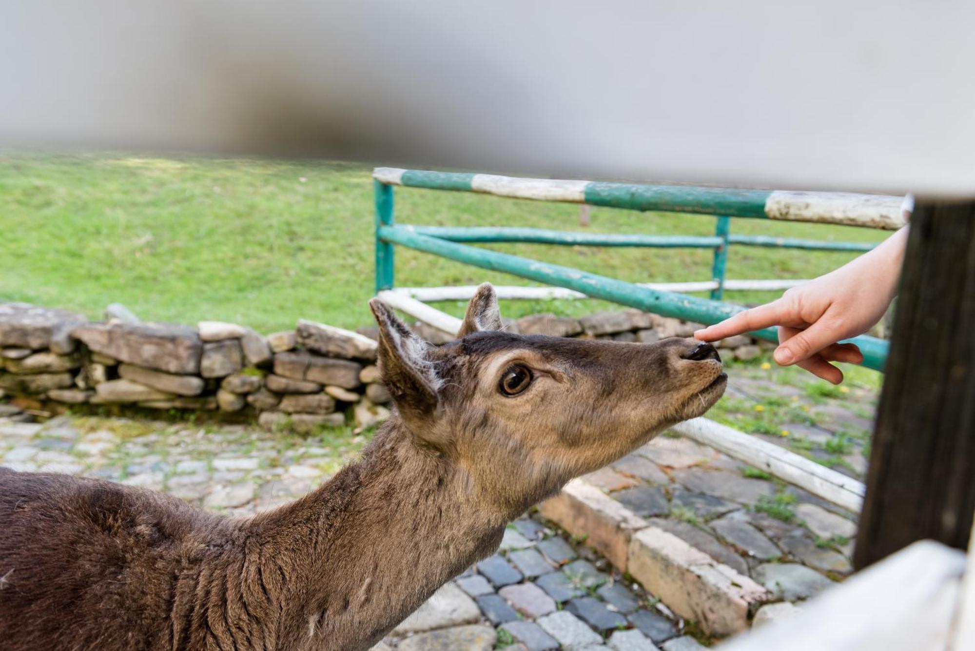 Pensiunea Casa Bunicilor Mînăstirea Humorului エクステリア 写真