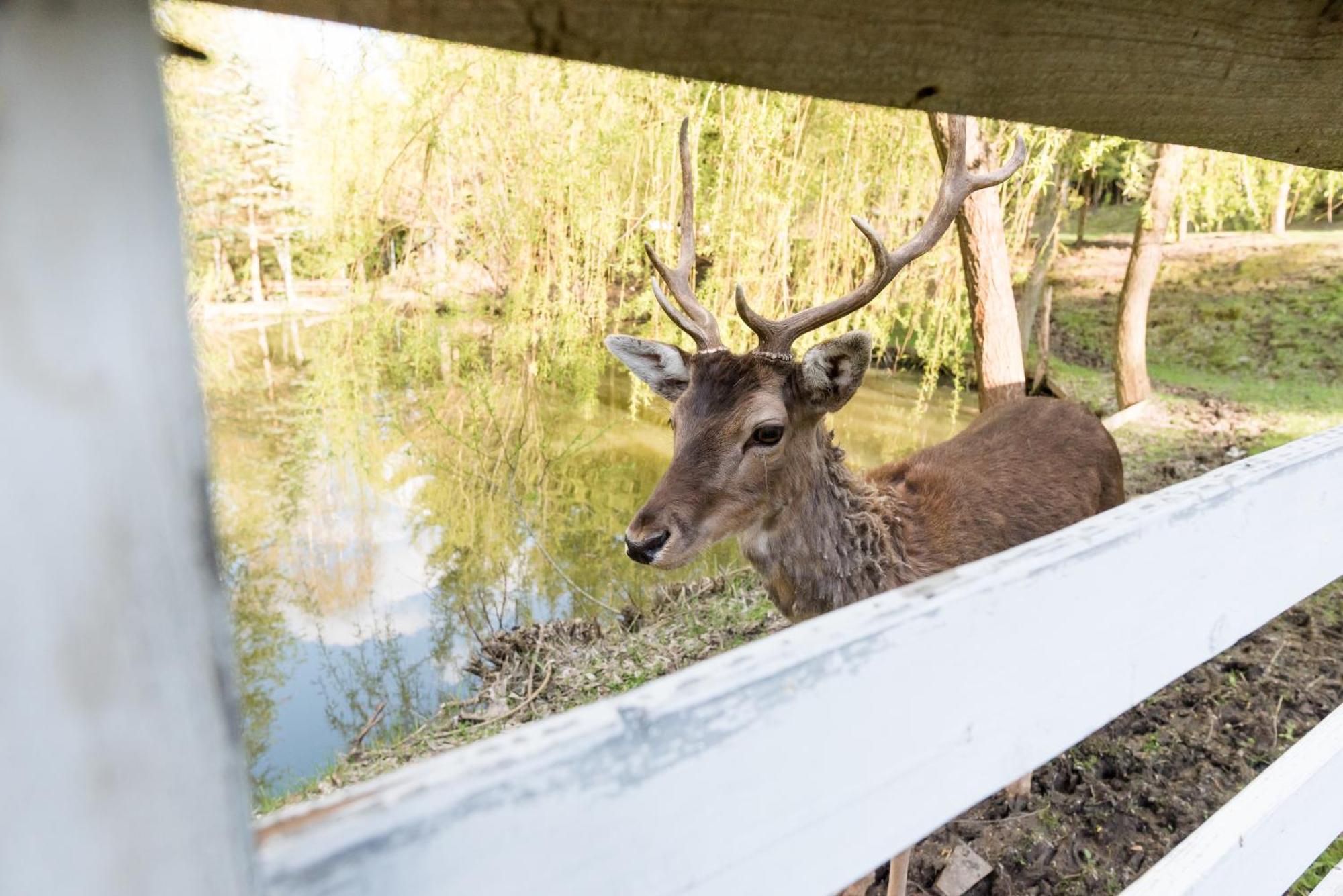 Pensiunea Casa Bunicilor Mînăstirea Humorului エクステリア 写真